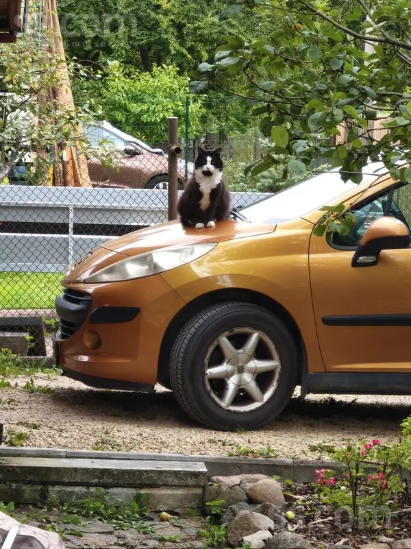 Peugeot Kolosāls auto. Motors pieredzējis restaurāciju, ie